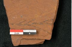 Foto (Detailansicht) von Callitris prisca Ettingshausen 1887 (NHMW-GEO-2024-0188-10344)